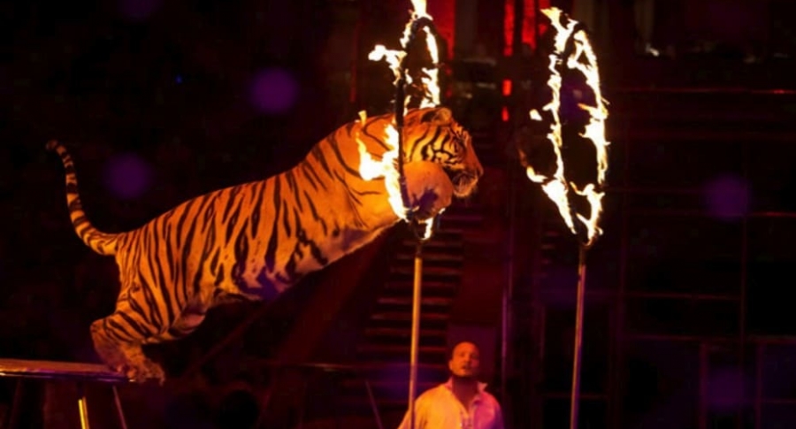 Tigre atraviesa aro de fuego.