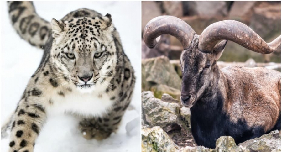 Leopardo de las nieves / bharal (cabra salvaje).