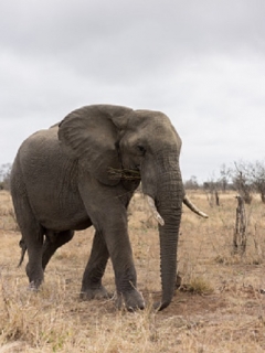 Elefante
