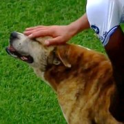 Perro en cancha de fútbol