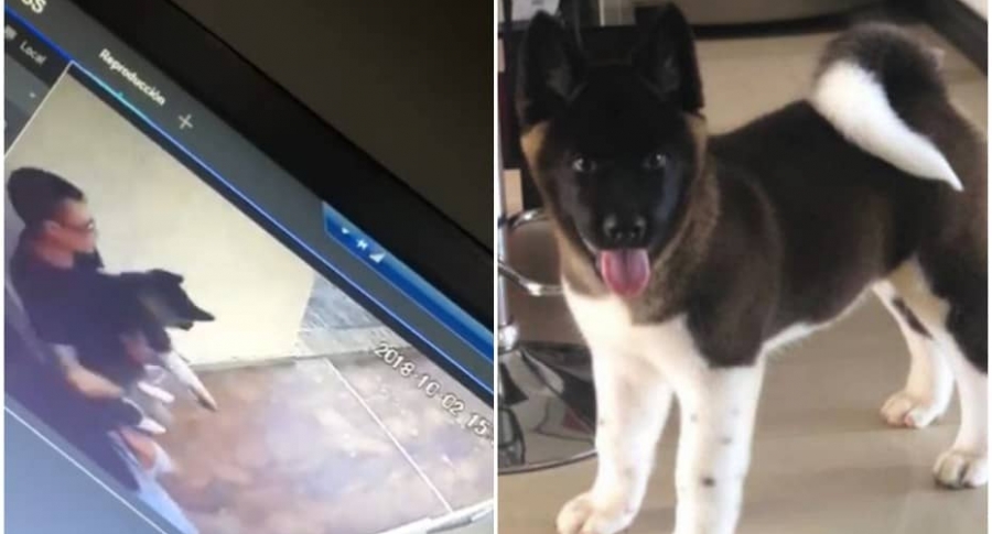 Perro robado en Cali.