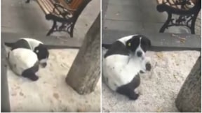 Hombre se reencuentra con su perro.