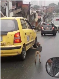 Perro persigue a supuesta dueña.