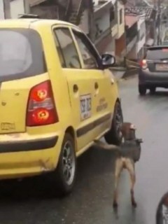 Novia de Cristiano Ronaldo y perro abandonado