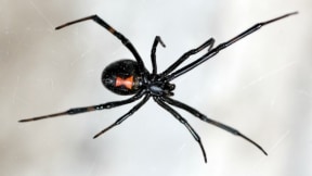 Araña viuda negra.