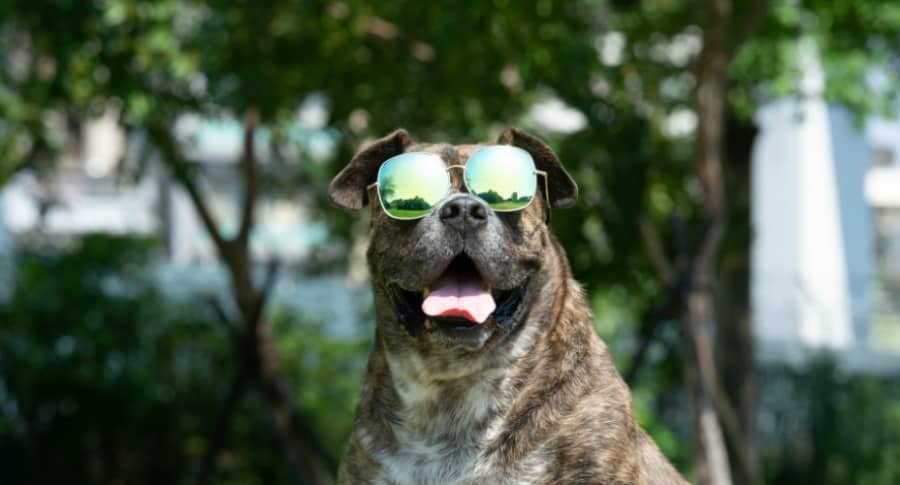 Perro.