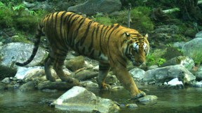 Tigre en la selva