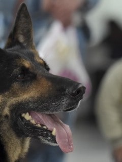 Niño observa a un perro