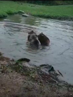 Osos se comen a loba en un zoológico de Holanda