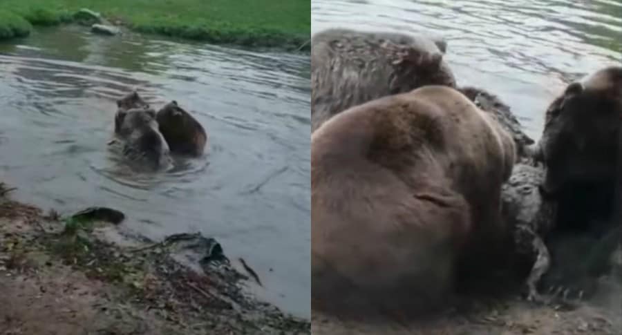 Osos se comen a loba en un zoológico de Holanda