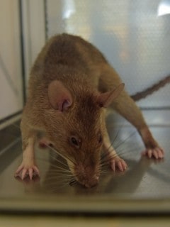Rata