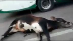 Maltrato a un ternero en carretera de Cundinamarca