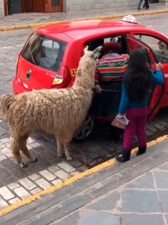Llama subiendo a un carro rojo