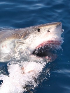 Tiburón