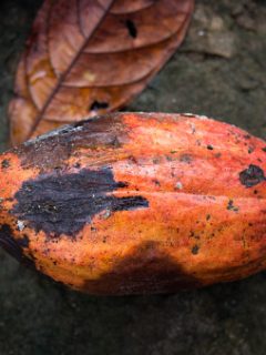 Fruto del cacao