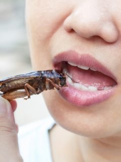 Cucaracha