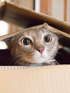 Gato en caja