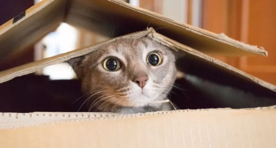 Gato en caja