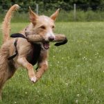 Perro saltando