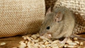 Rata ratón
