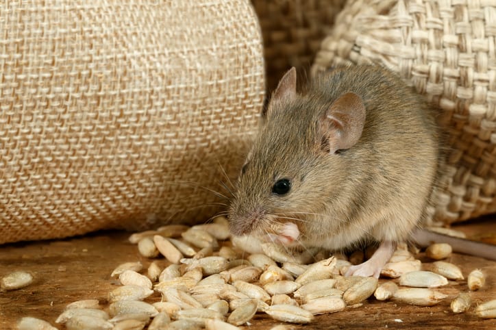 Rata ratón