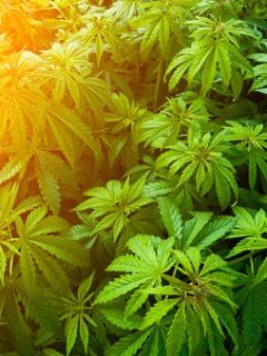 Marihuana medicinal