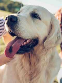 Cuidados de los perros de raza