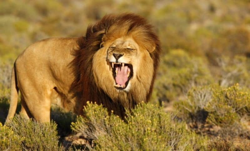 León