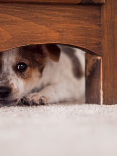 Perro debajo de la-cama
