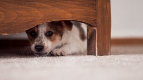 Perro debajo de la-cama
