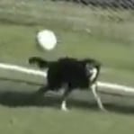 Perro ataja un balón en Argentina