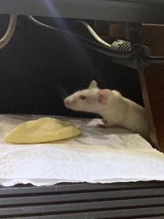 Ratón en el Senado