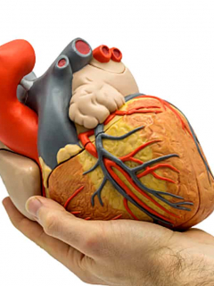 Corazón