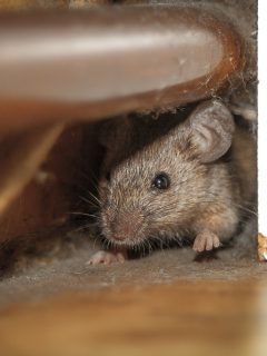 Ratón en una oficina