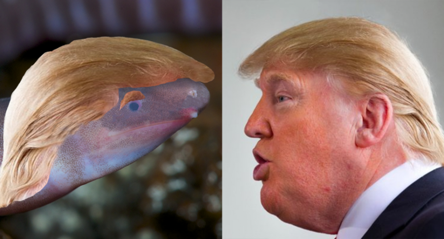 Dermophis donaldtrumpi con el capul de Donald Trump, y Trump