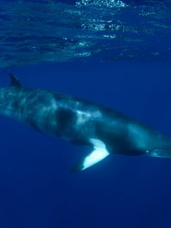Ballena minke