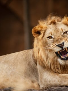 León