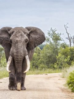 Elefante