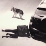 Hombre intenta patear a perro.