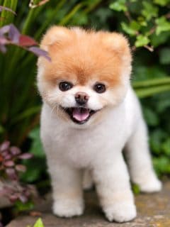Boo