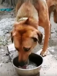 Morita, perita abusada por sus dueños.