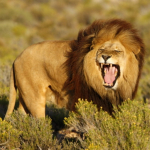León