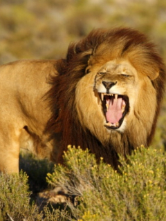 León