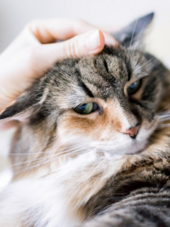 Mujer acaricia gato.