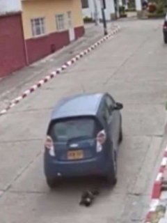 Momento en el que carro atropella a la perra