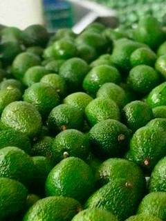 Aguacate Hass