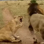 León muerde a leona.