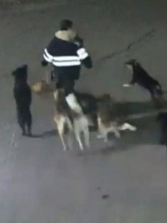 Jauría de perros