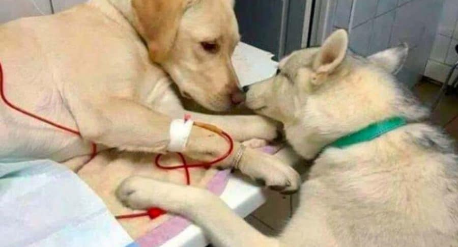 Perro consuela a otro.