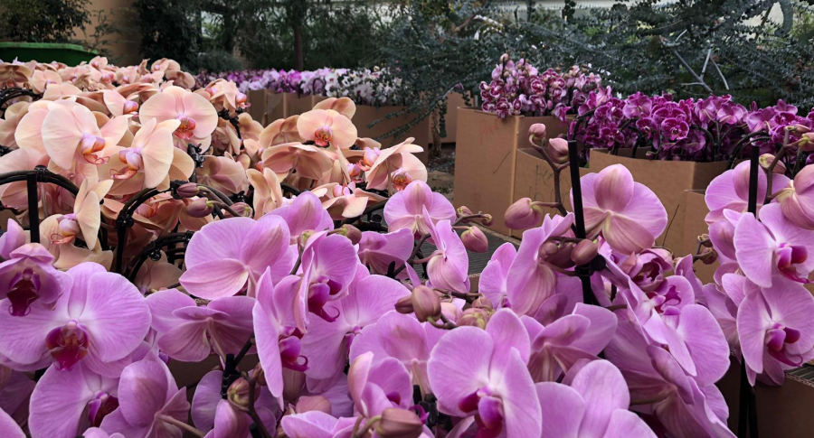 Orquídeas en los Kew Gardens de Londres